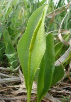 image Prairies_humides_9_Ophioglossum_vulgatum_.jpg (4.1MB)