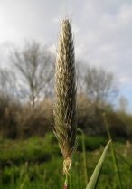 image Alopecurus_pratensis.jpg (0.1MB)