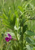 image Prairie_serratule_5_vesce_commune.jpg (1.4MB)