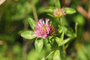image Prairie_serratule_7_trfle_violet.jpg (4.5MB)