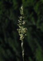 image Prairies_serratule_8_Fromental.jpg (2.4MB)