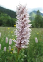 image Prairies_humides_13_Bistorta_officinalis.jpg (3.6MB)