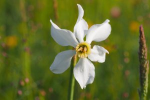 image Prairies_humides_14_Narcissus_poeticus.jpg (3.2MB)