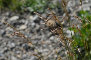 image Prairie_serratule_10_brome_dress.jpg (3.0MB)