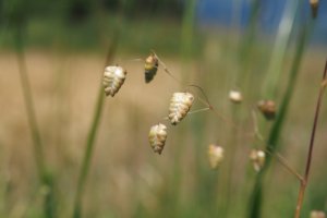 image Prairie_serratule_12_briza_media.jpg (4.9MB)