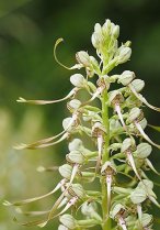 image Prairie_serratule_13_orchis_bouc.jpg (0.2MB)