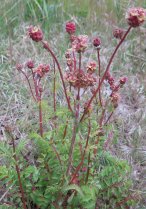 image Prairie_serratule_17_pimprenelle.jpg (3.2MB)