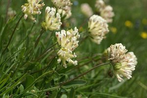 image Anthyllis_vulneraria_subsp_alpestris_Gilles_PACHE.jpg (0.3MB)
