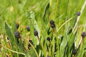 image Plantago_lanceolata.jpg (0.4MB)