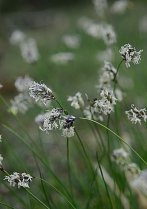 image Sesleria_caerulea.jpg (0.1MB)