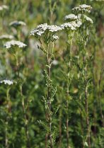 image Achillea_odorata.jpg (0.3MB)