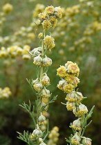 image Artemisia_alba.jpg (0.2MB)