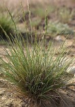 image Festuca_marginata.jpg (0.3MB)