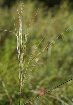 image Stipa_capillata.jpg (0.2MB)