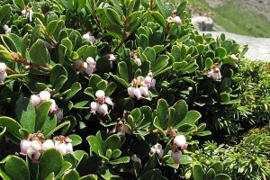 image Arctostaphylos_uvaursi.jpg (0.5MB)