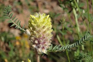 image Astragalus_alopecurus.jpg (0.3MB)