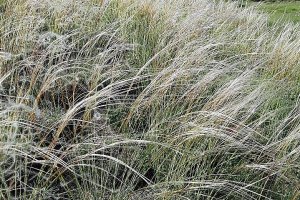 image stipa_pennata.jpg (0.7MB)