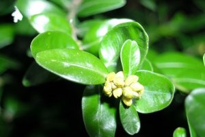 image Buxus_semperviren.jpg (0.2MB)
