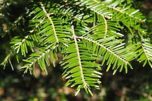 image Abies_alba.jpg (0.4MB)