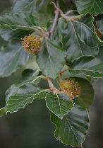 image HS_1_fagus_sylvatica.jpg (0.2MB)