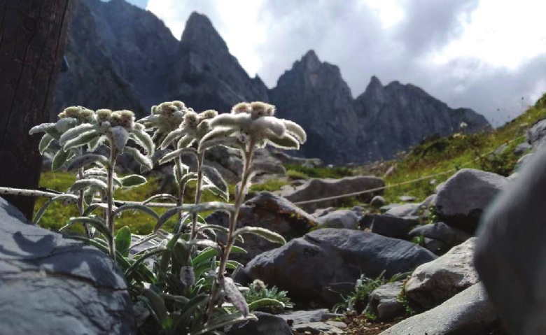 image Marguareis.png (1.1MB)
Lien vers: http://www.areeprotettealpimarittime.it/centri-visita-e-giardini/stazioni-botaniche-del-marguareis
