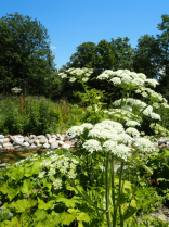 image Capture_dcran_20210325_141356.png (1.3MB)