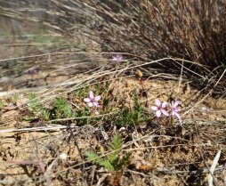image erodium_cicutarium_dans_la_pelouse_sableuse.jpg (1.4MB)