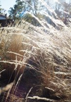 image Corynphore_blanc_Pelouse_SB.jpg (1.8MB)