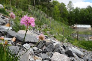 image Eboulis_siliceux_Armeria_alpina_SB.jpg (7.2MB)