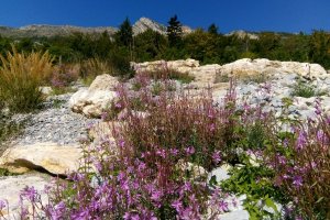 image Epilobes_Eboulis_Calcaire_SB.jpg (2.5MB)