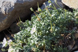 image Granium_argent_boulis_calcaire_SB.jpg (1.0MB)