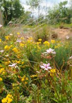 image Pelouse_sableuse_Erodium_cicutarium_SB.jpg (4.7MB)