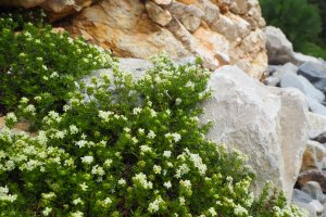 image Rochers_calcaires_Galium_saxosum_SB.jpg (8.3MB)