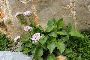 image Rochers_calcaires_Valeriana_montana_SB.jpg (8.5MB)
