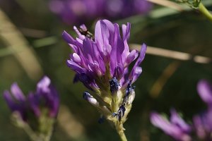 image Astragalus_onobrychis.jpg (0.2MB)