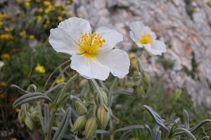 image Helianthemum_apenninum.jpg (0.3MB)