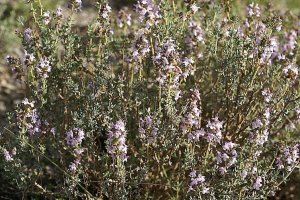 image Thymus_vulgaris.jpg (0.5MB)