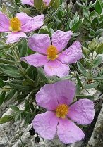 image Cistus_albidus.jpg (0.2MB)