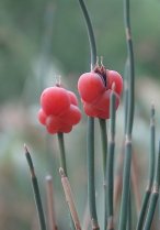 image Ephedra_negrii.jpg (0.2MB)