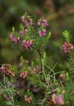 image Erica_carnea.jpg (0.3MB)