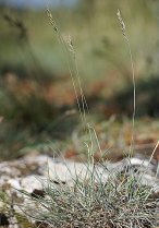 image Festuca_cinerea.jpg (0.2MB)
