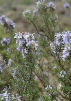 image Rosmarinus_officinalis.jpg (0.3MB)