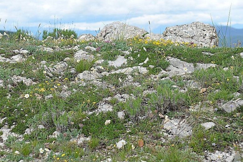 image garrigue_calcaire_supramditerranenne.jpg (0.5MB)