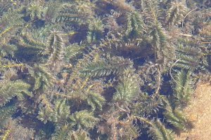 image Elodea_canadensis.jpg (0.5MB)