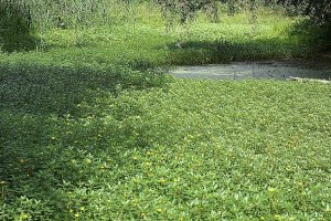 image Ludwigia_peploides.jpg (0.6MB)