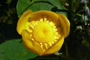 image PA_2_Nuphar_lutea.jpg (0.3MB)
