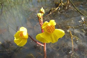 image PA_6_utricularia_australis.jpg (0.3MB)