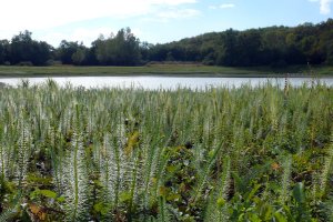 image 7_Hippuris_vulgaris.jpg (7.4MB)