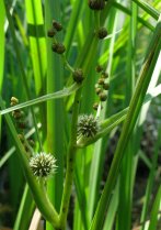 image 8_Sparganium_erectum.jpg (2.6MB)