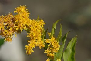 image Solidago_gigantea.jpg (0.3MB)